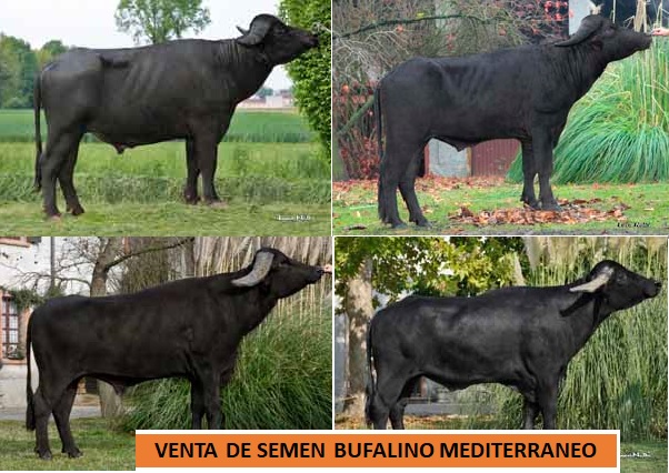VENTA DE SEMEN BUFALINO