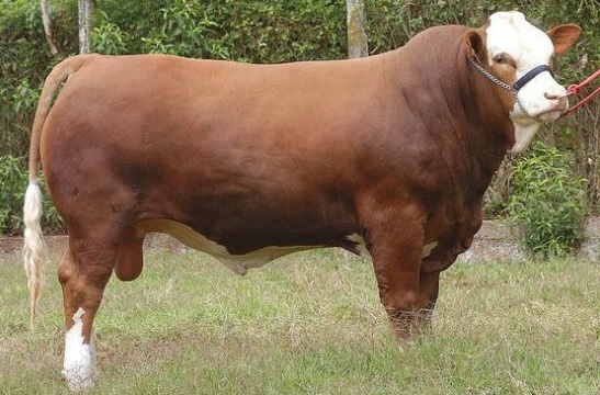 VENTA DE SEMEN SIMMENTAL REINERO URIBE