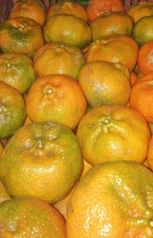 Mandarina