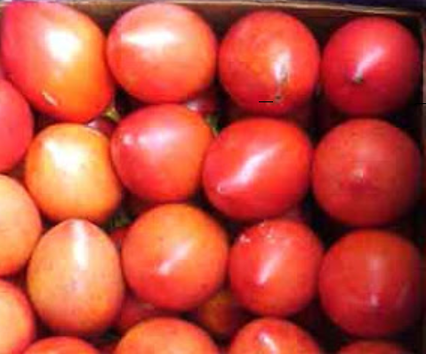Tomate de arbol
