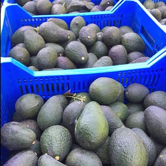 Aguacates