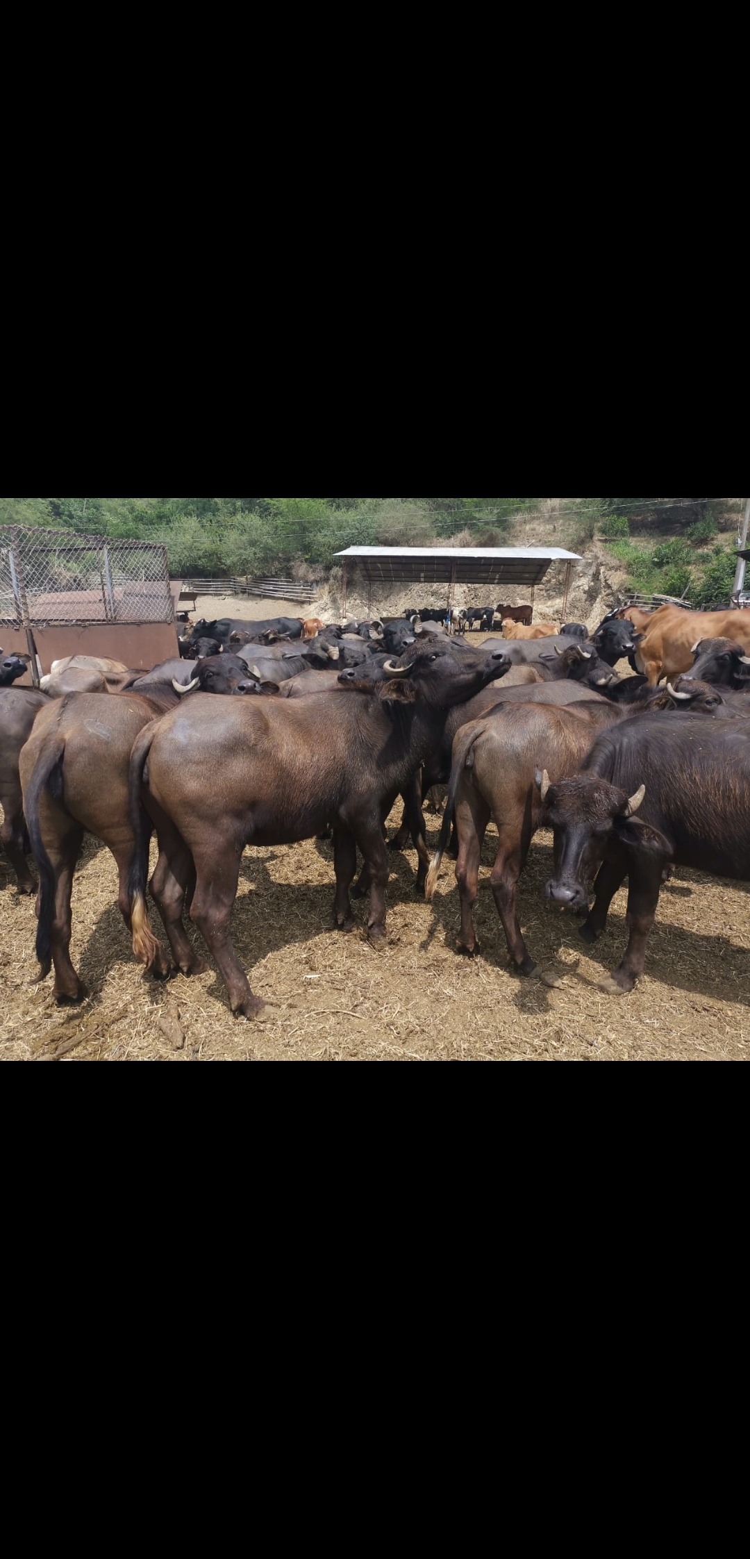 Terneraje bufalas 250-350 kilos peñadas y vacías