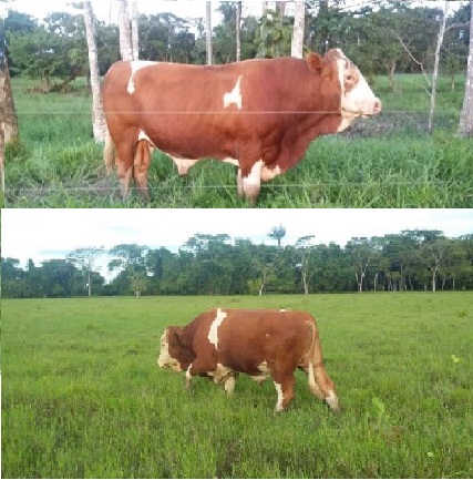 Toros Simmental prom. 750kls
