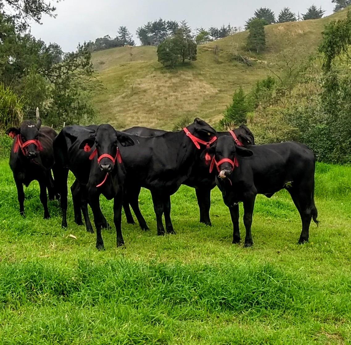 Holstein Cebu