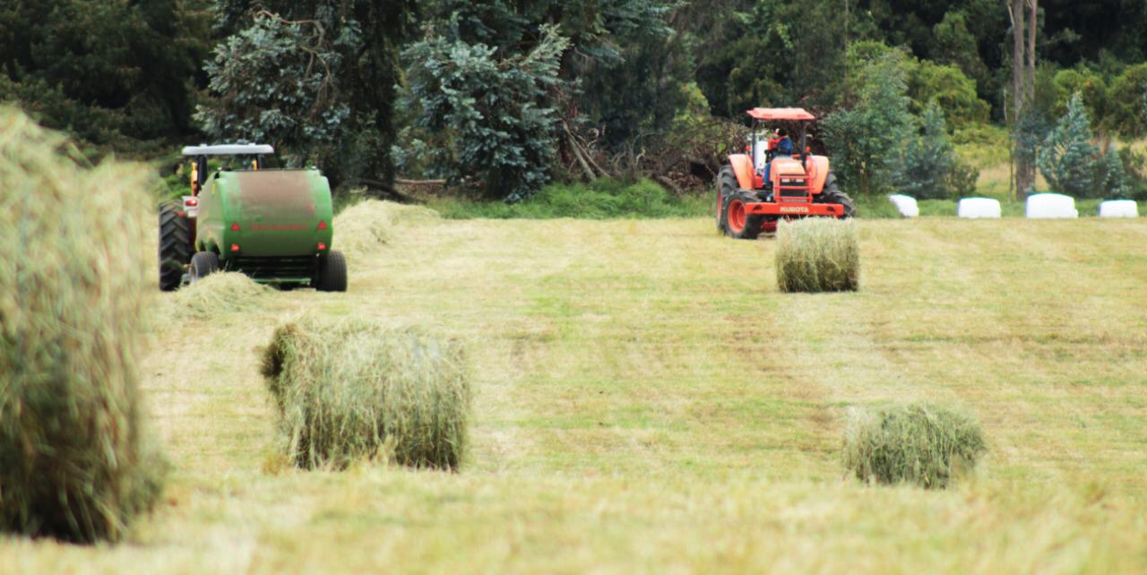 Henolaje kikuyo+ryegrass 500kg