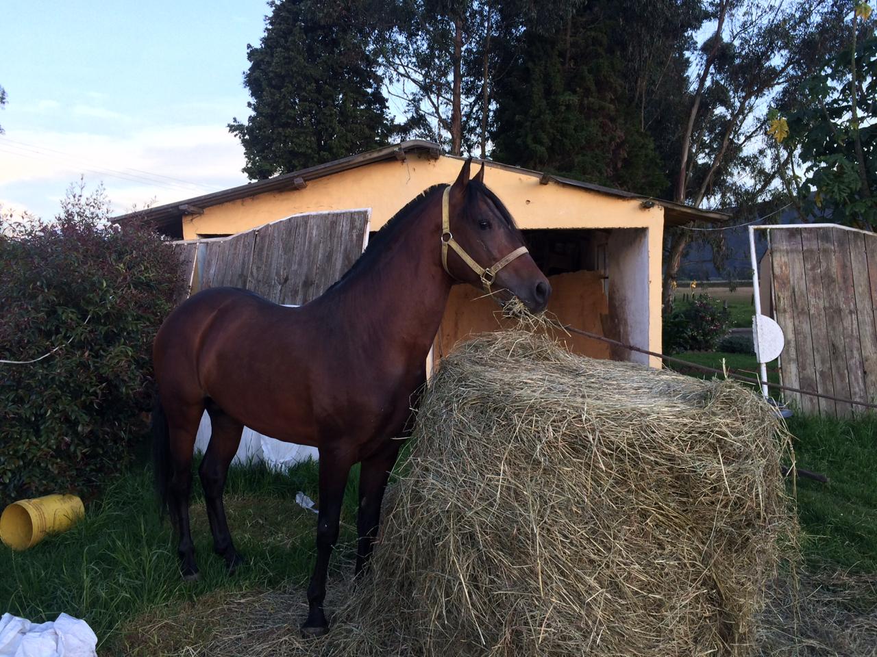 10 fardos de Henolaje Kikuyo+Trebol 500kg