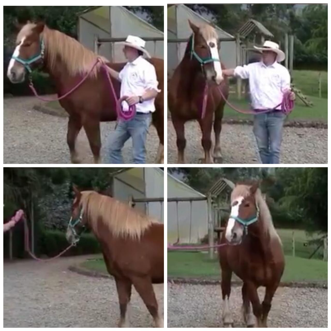 Yegua de tiro pesado raza belga