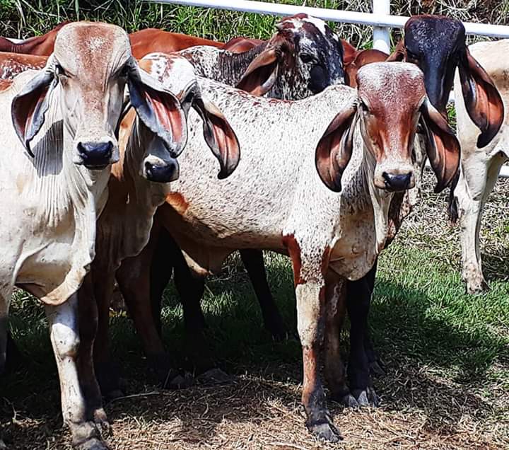 Toretes Gyr / Ganado