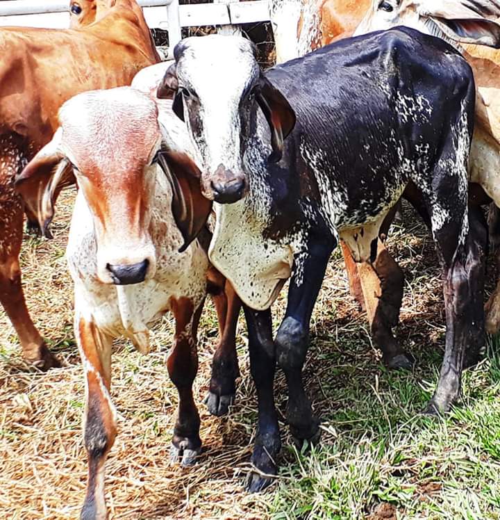 Toretes Gyr Brasil lecheros