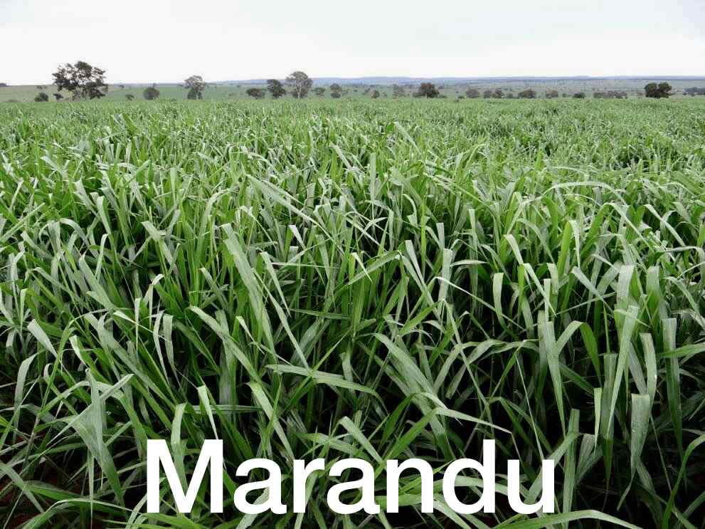 Pasto Marandu