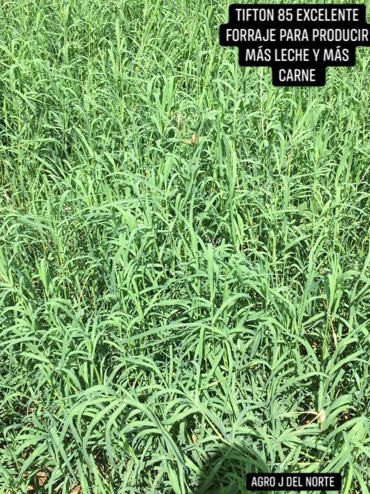 Pasto Tifton 85 excelente forraje