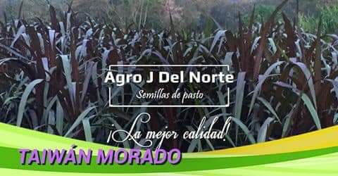 Pasto Taiwan Morado