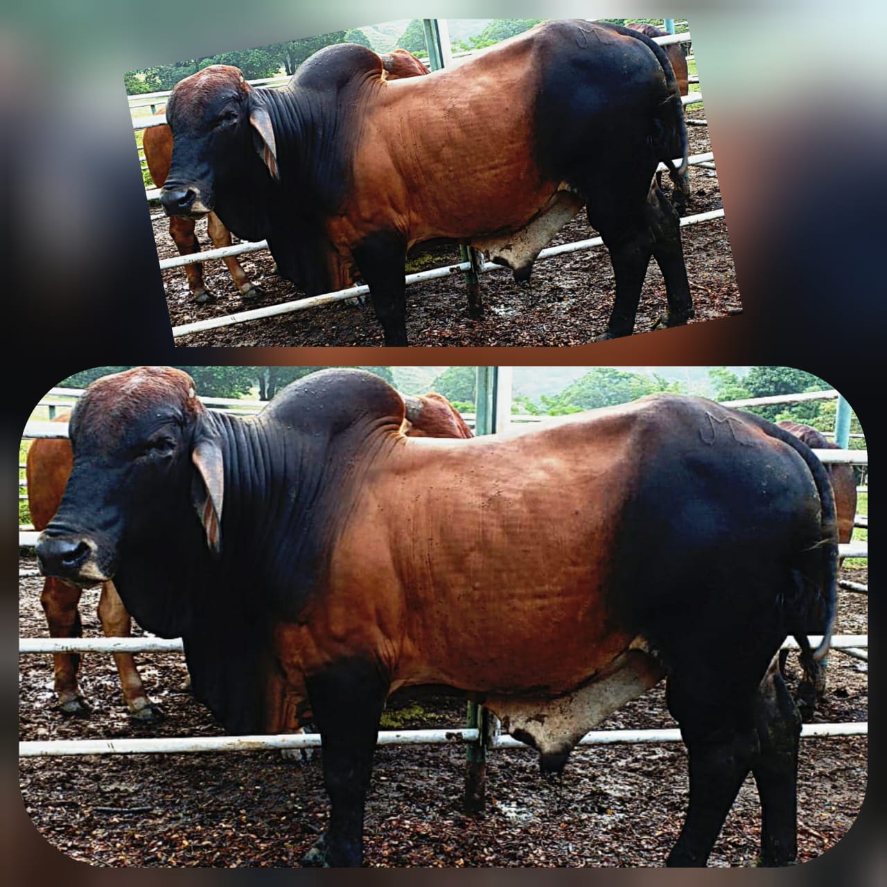 Toro Brahman Rojo