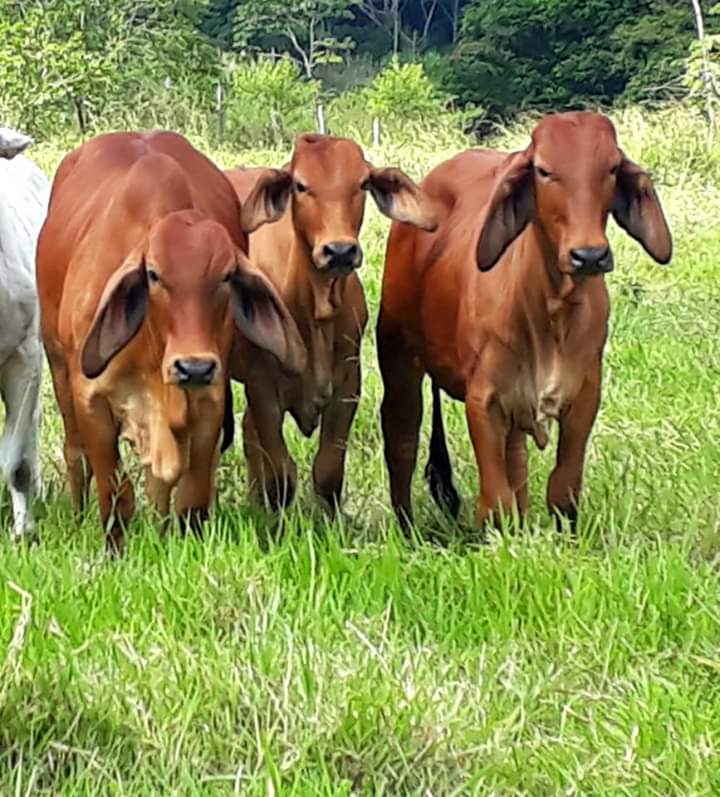 Novillas Brahman Rojo/ Ganaderia