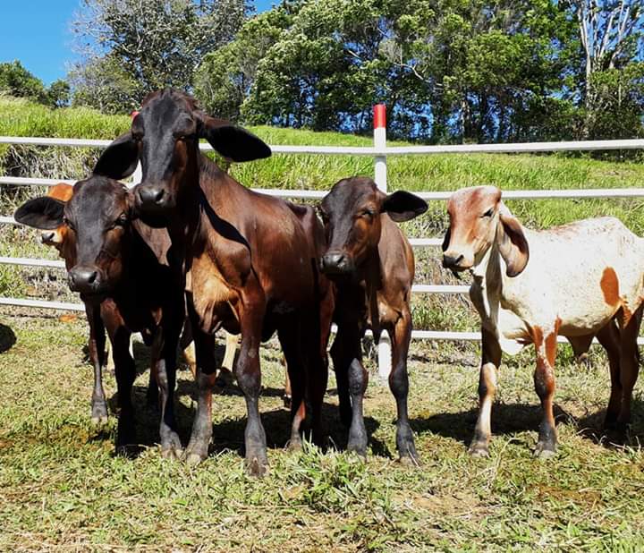 Novillas de levante tipo leche para trópico bajo colombiano /Ganado