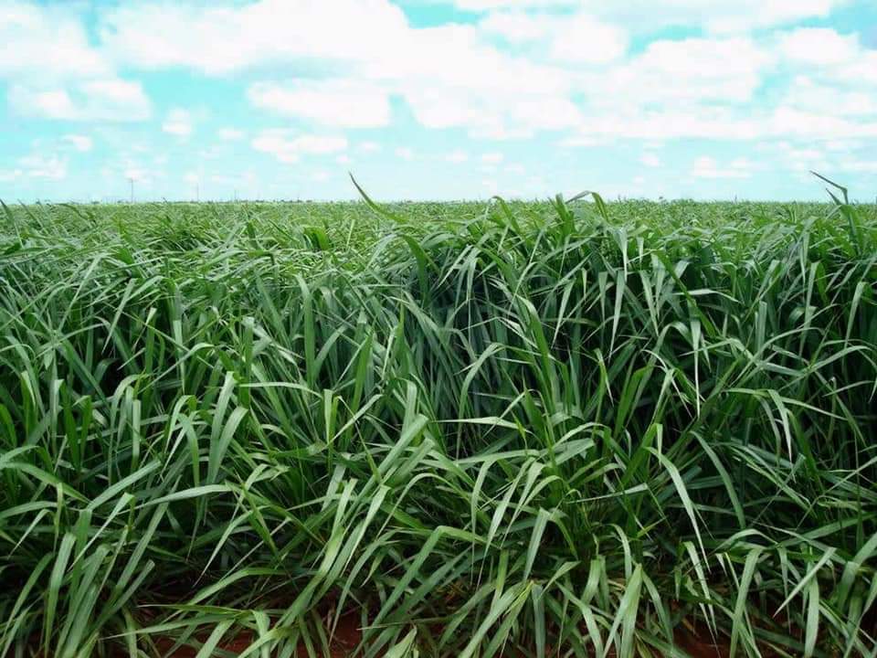 Pasto Brizantha Toledo Xaraes