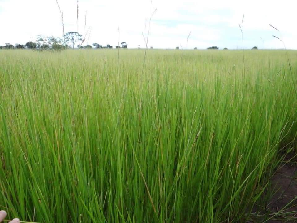 Pasto Brachiaria Humidicola de Alta pureza