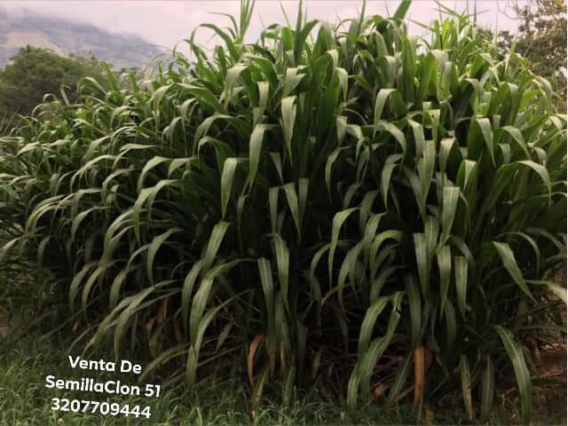 Semilla Pasto  Clon 51
