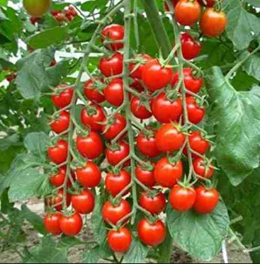 Tomate Perla