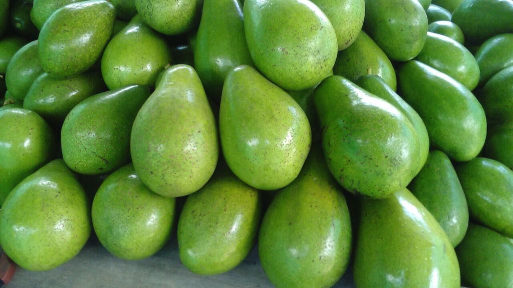 Aguacate Papelillo_Lorena
