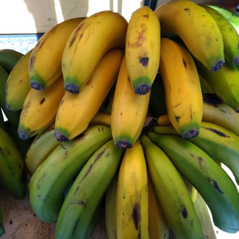 banano criollo