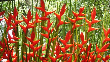 Flores exóticas (heliconias)