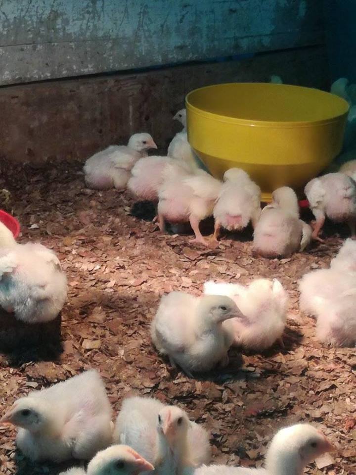 Pollo Recriado raza ross
