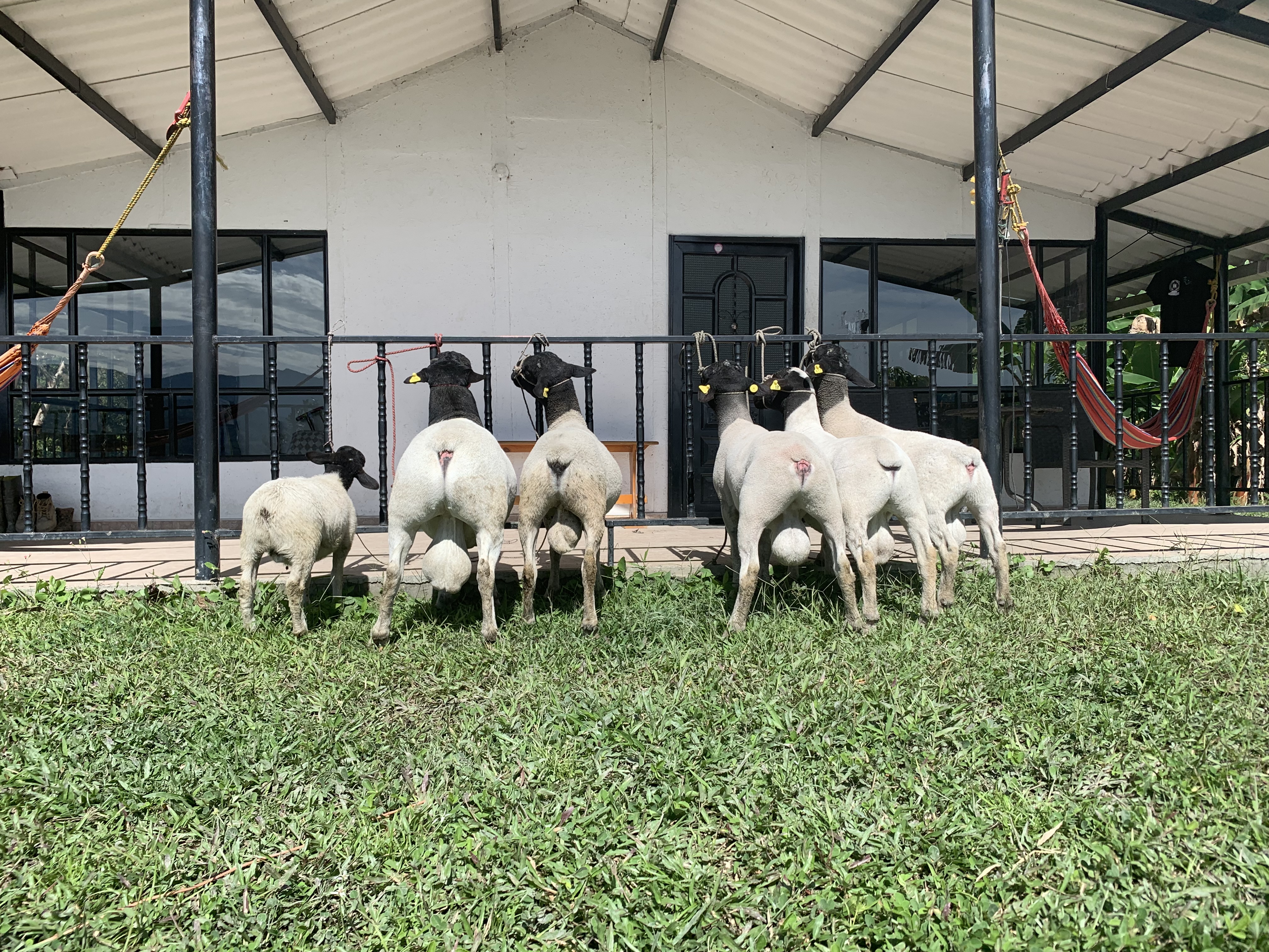 Ovinos – Machos reproductores de Carneros Raza Doper