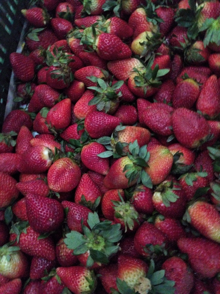 Fresa jumbo