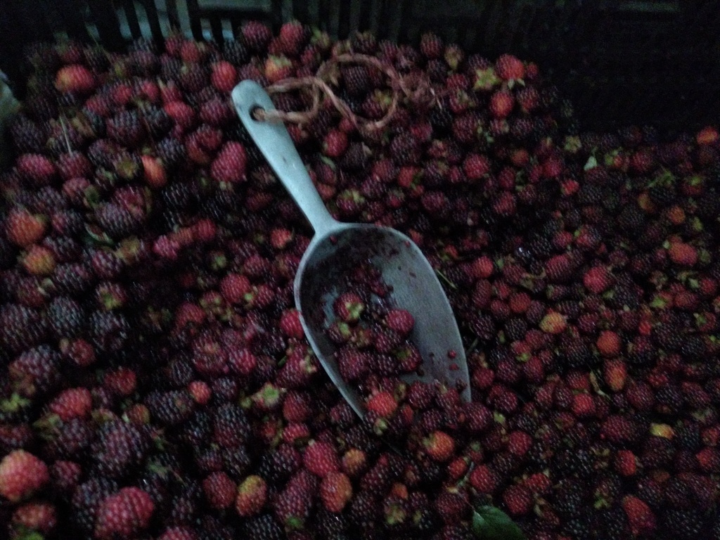 Mora