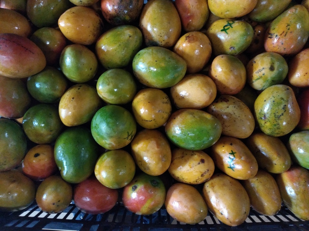 Mango criollo