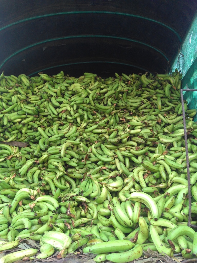Banano
