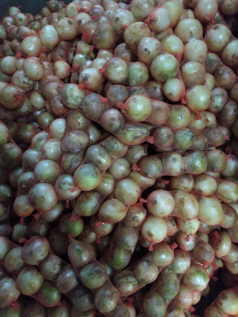 Cebolla