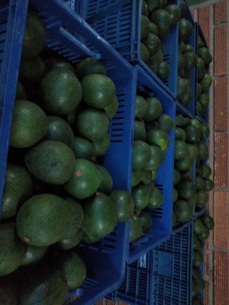 Aguacate reed maduro y pintón