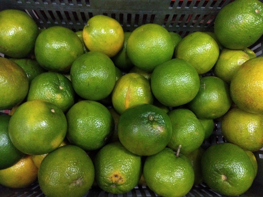 Naranja Valencia primera