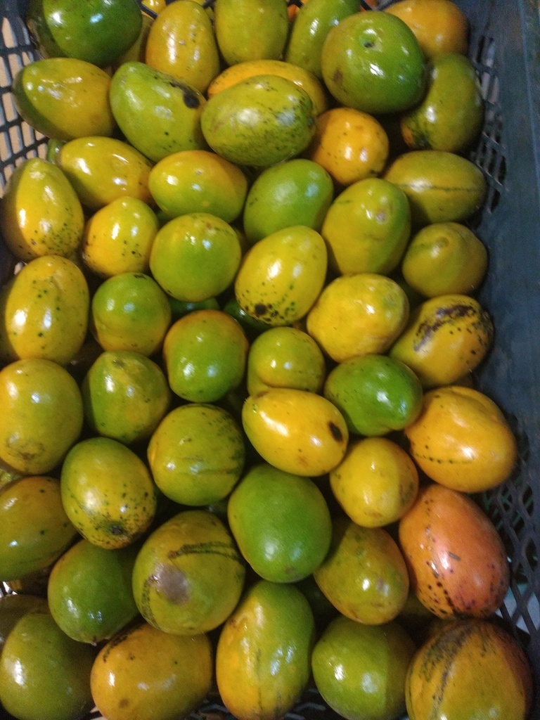 Mango criollo