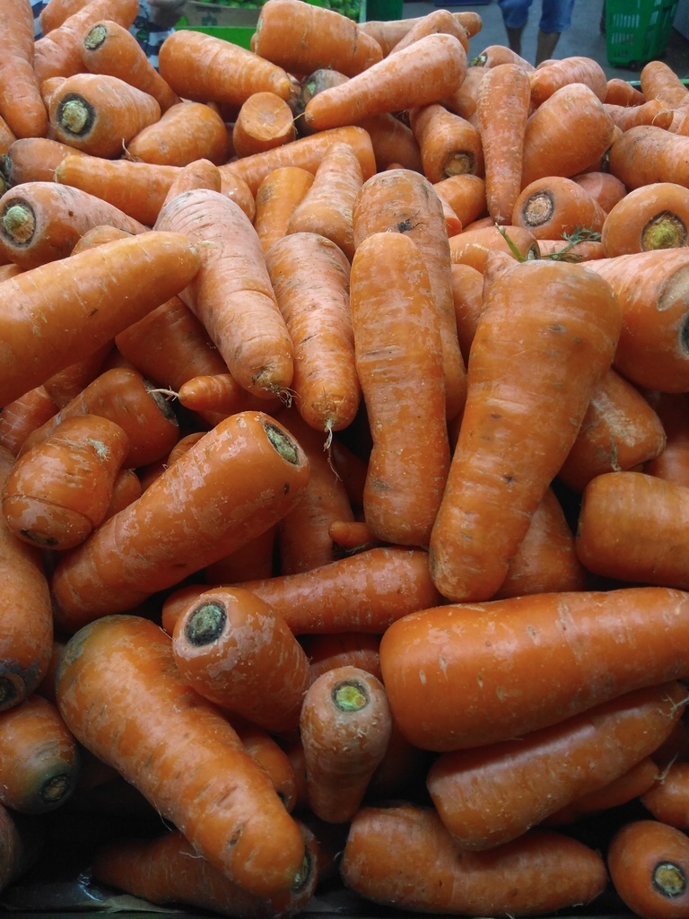 Zanahoria