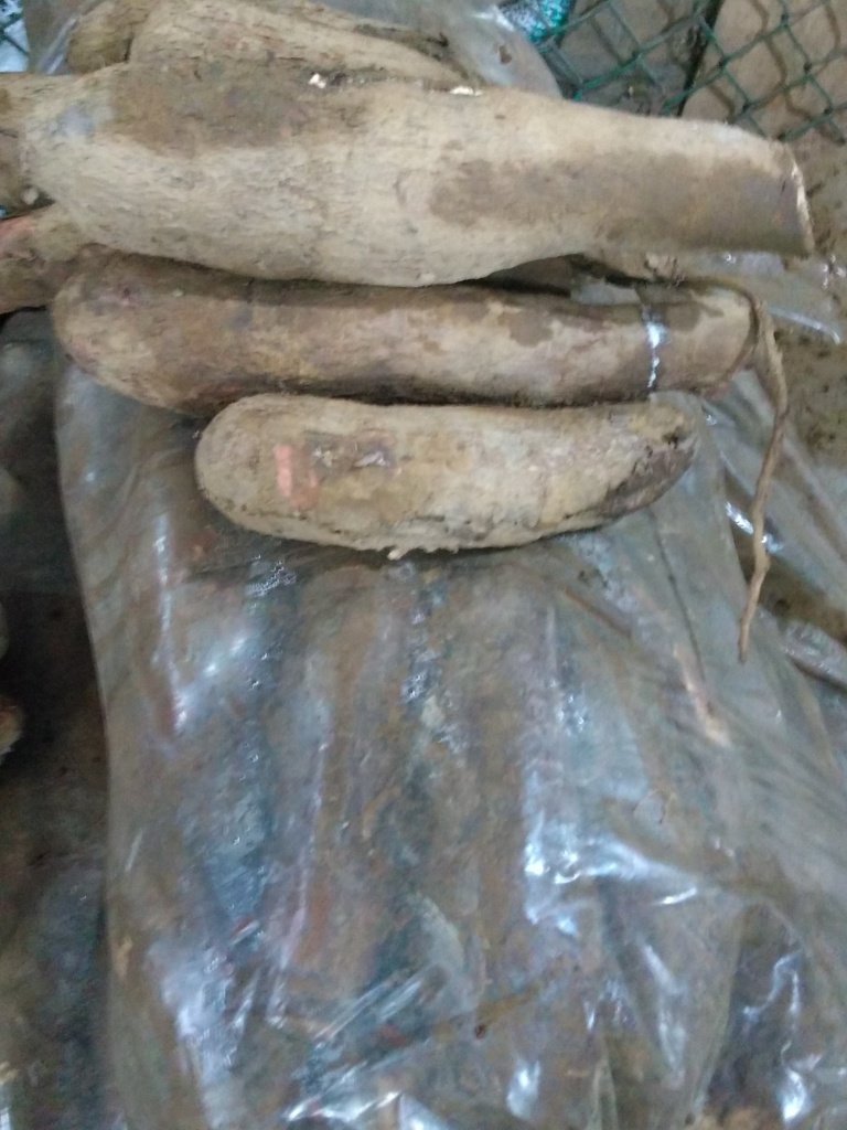 Yuca
