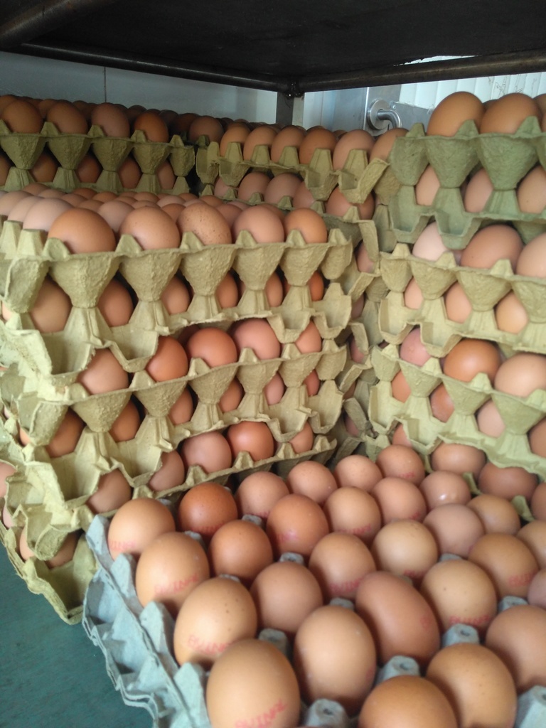 Huevos