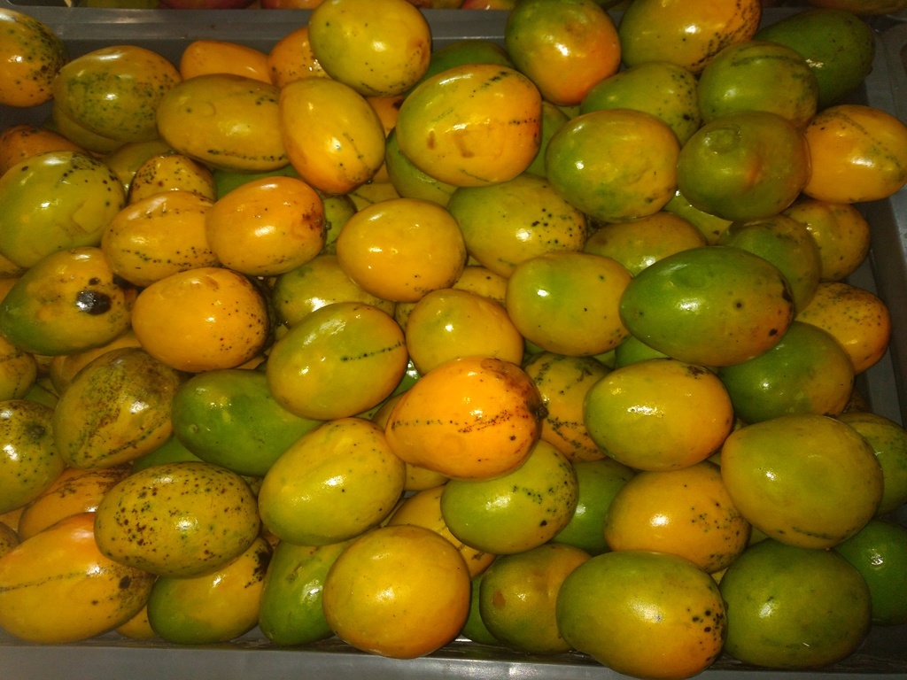 Mango criollo