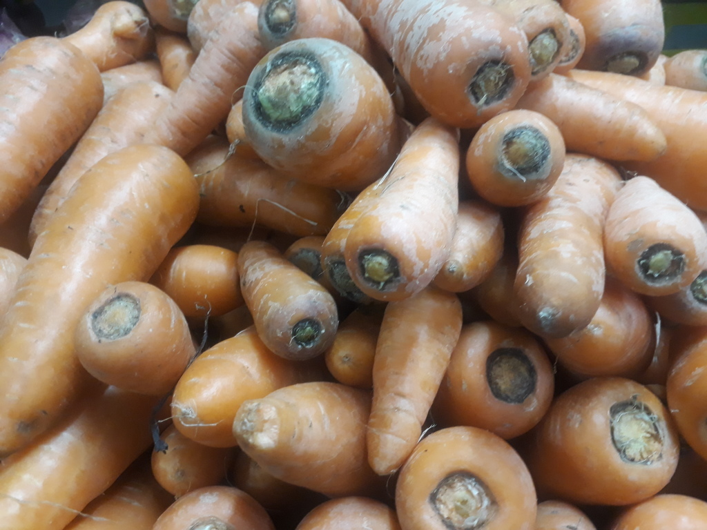 Zanahoria
