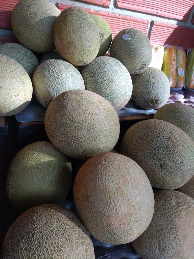 Melón