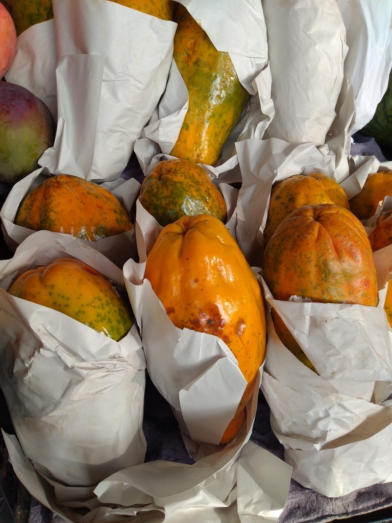 Papaya maradol