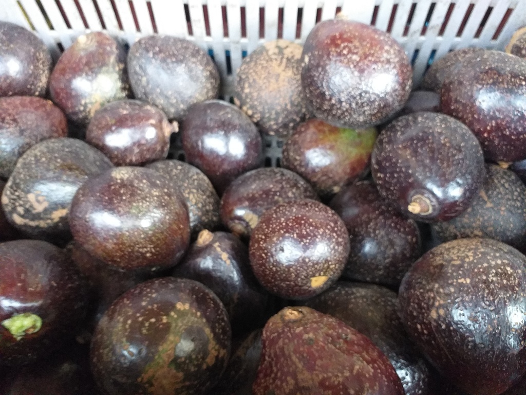 Aguacate collin reds