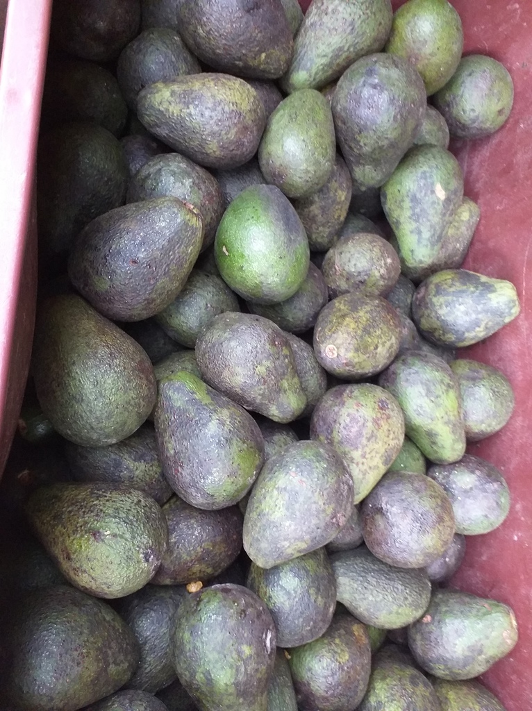 Aguacate fuerte ( guatemalteca)