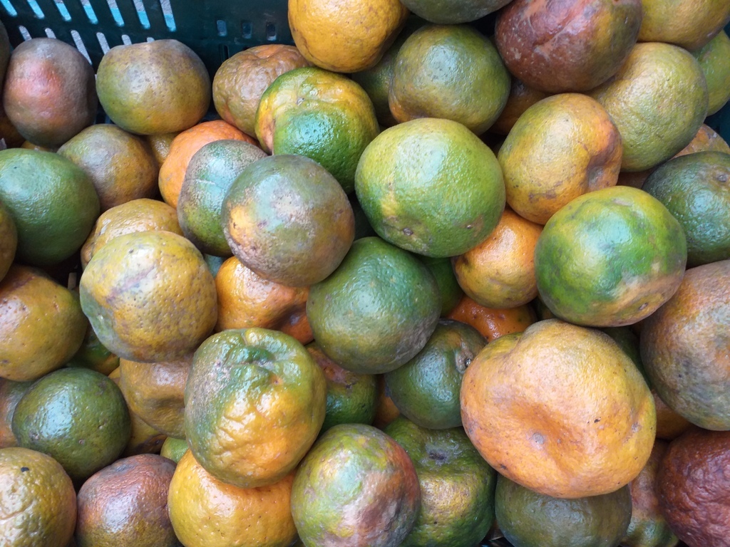 Mandarina oneca