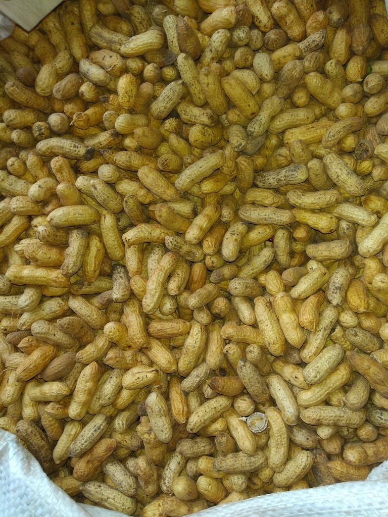 Cacahuate bulto x 20 kg