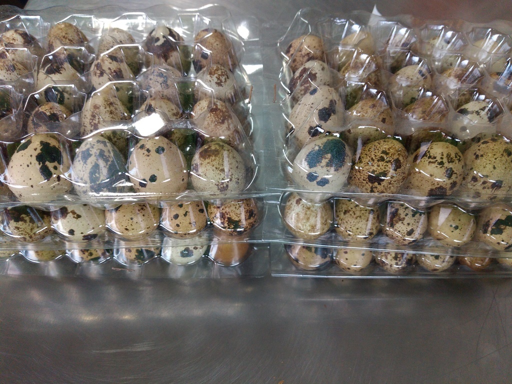 Huevo de codorniz caja x 24 unidades