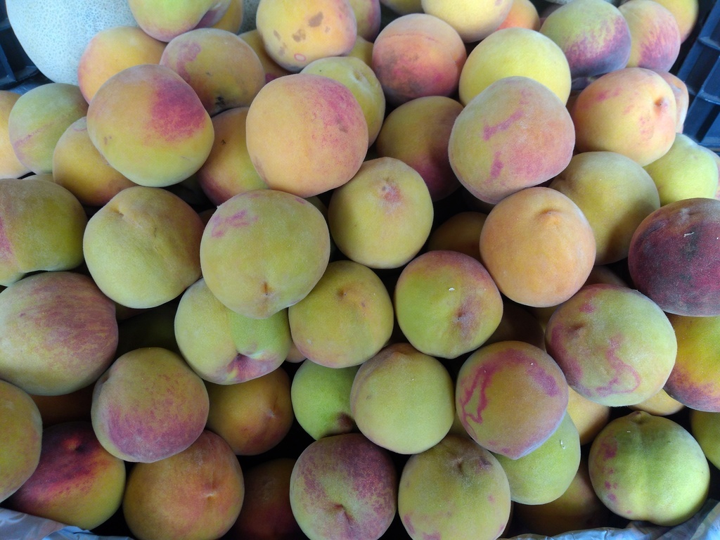 Durazno criollo
