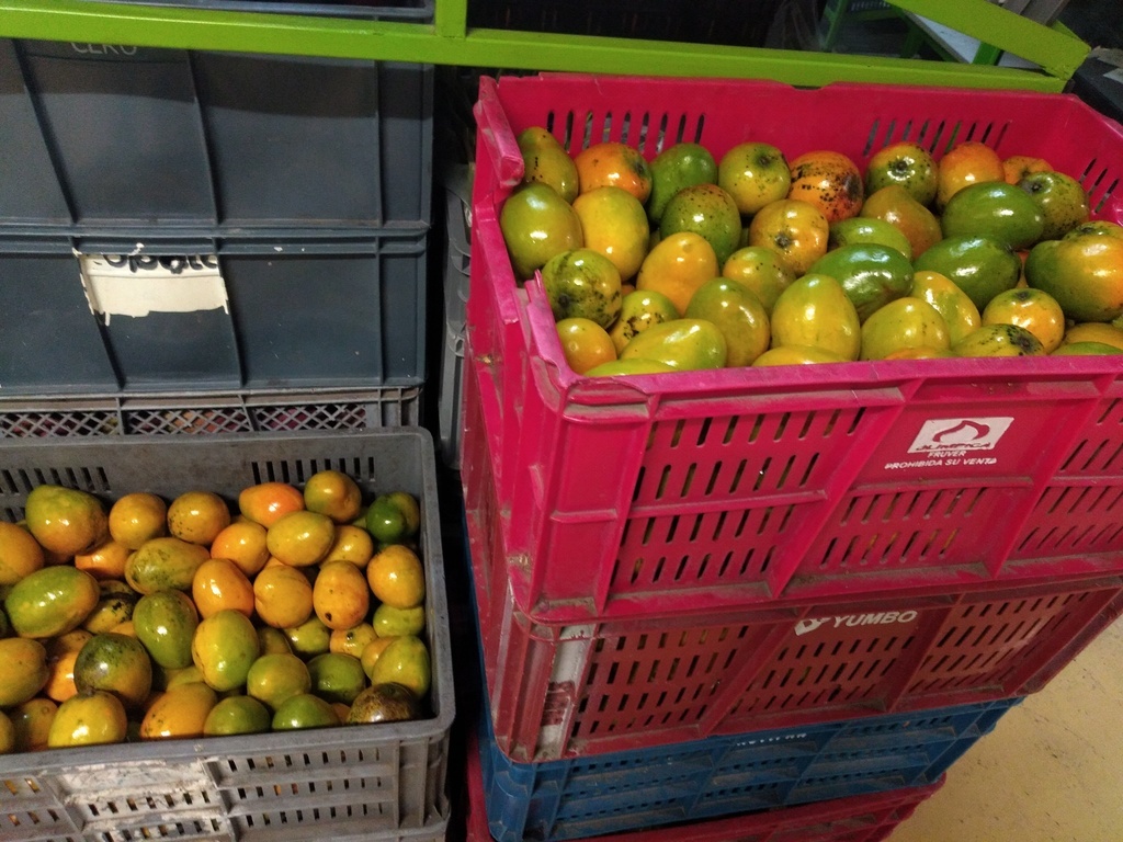 Mango criollo